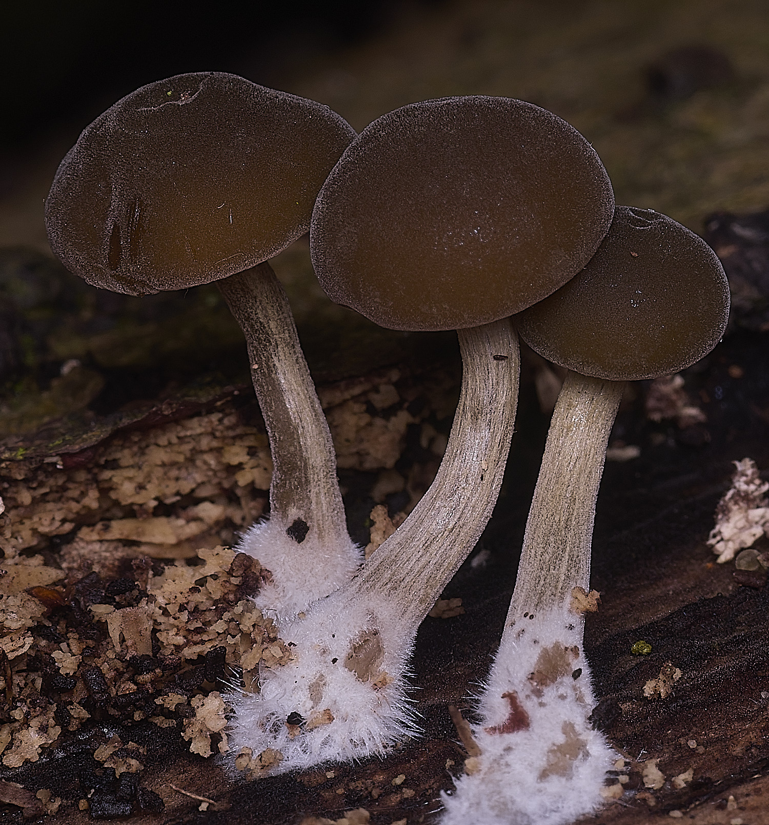 FelbriggBrownFelt250925-1