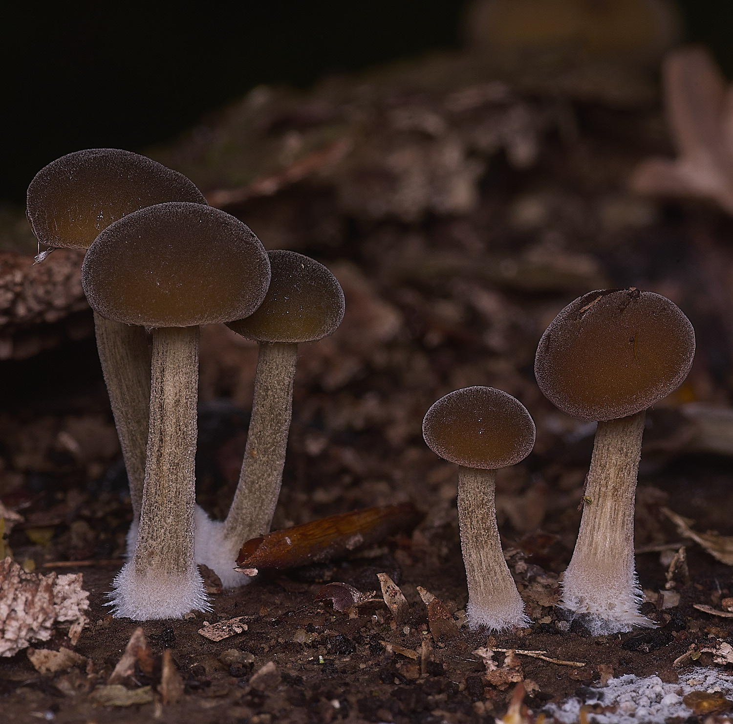 FelbriggBrownFelt250925-2