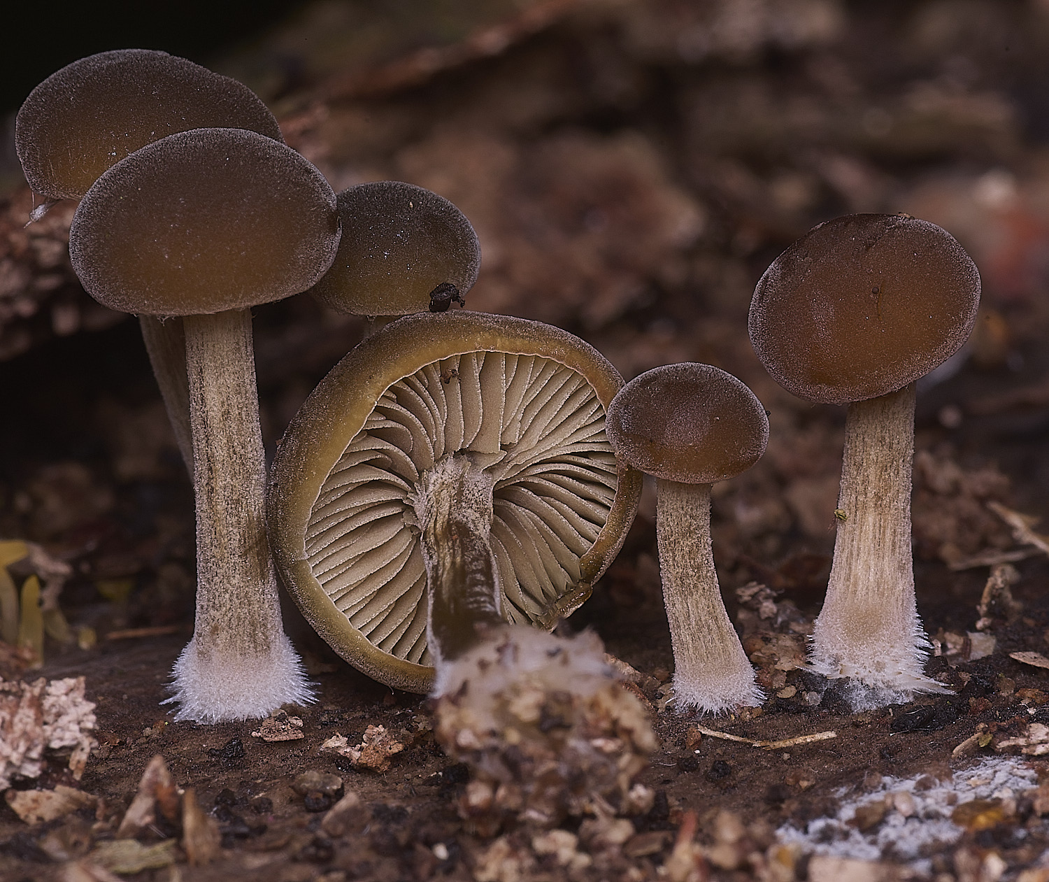 FelbriggBrownFelt250925-3