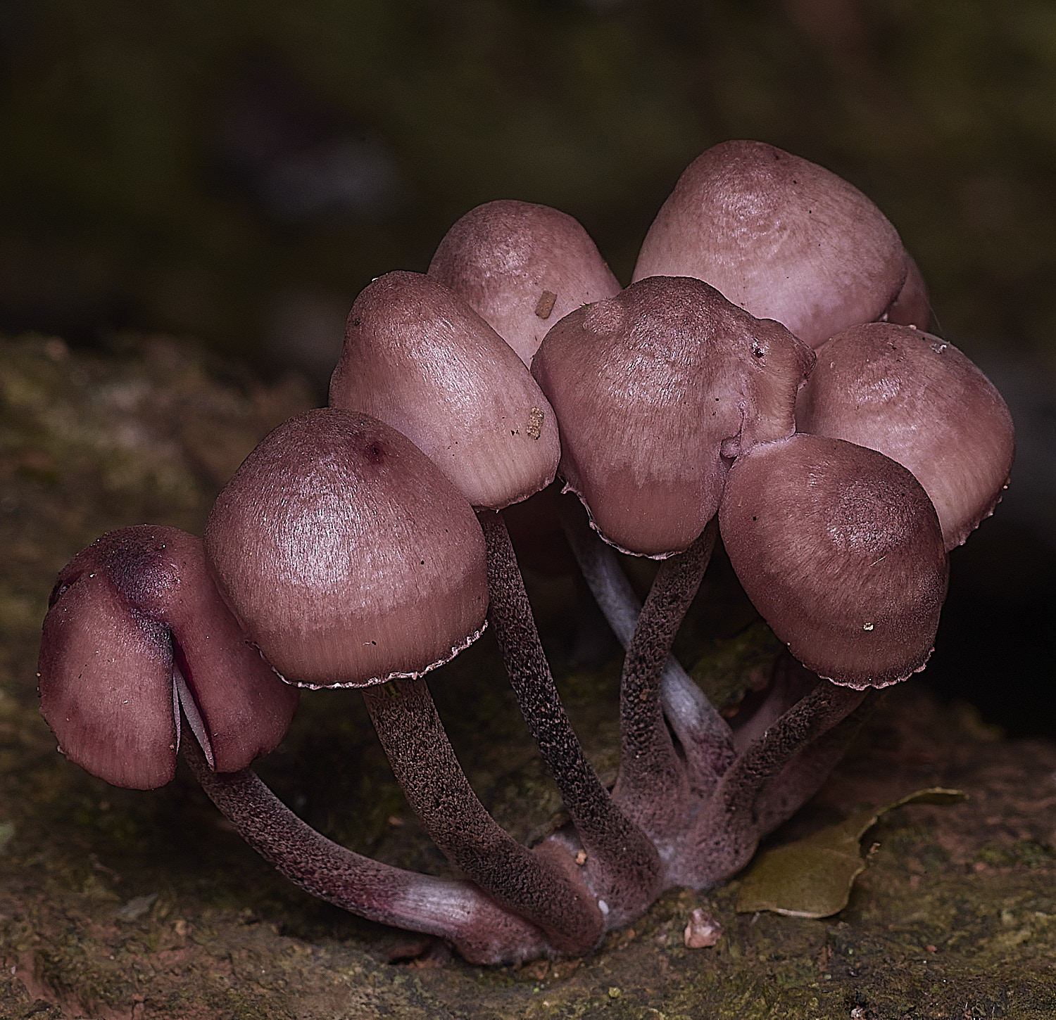 FelbriggBurgundyDropBonnet250925-1