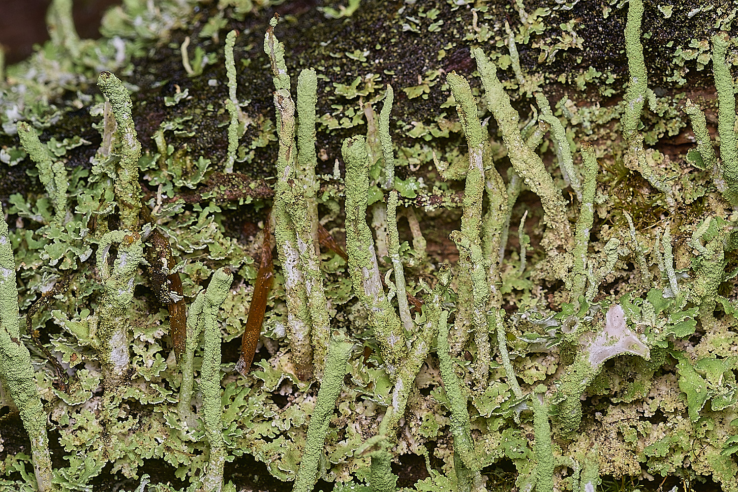 FelbriggCladonia160925-1