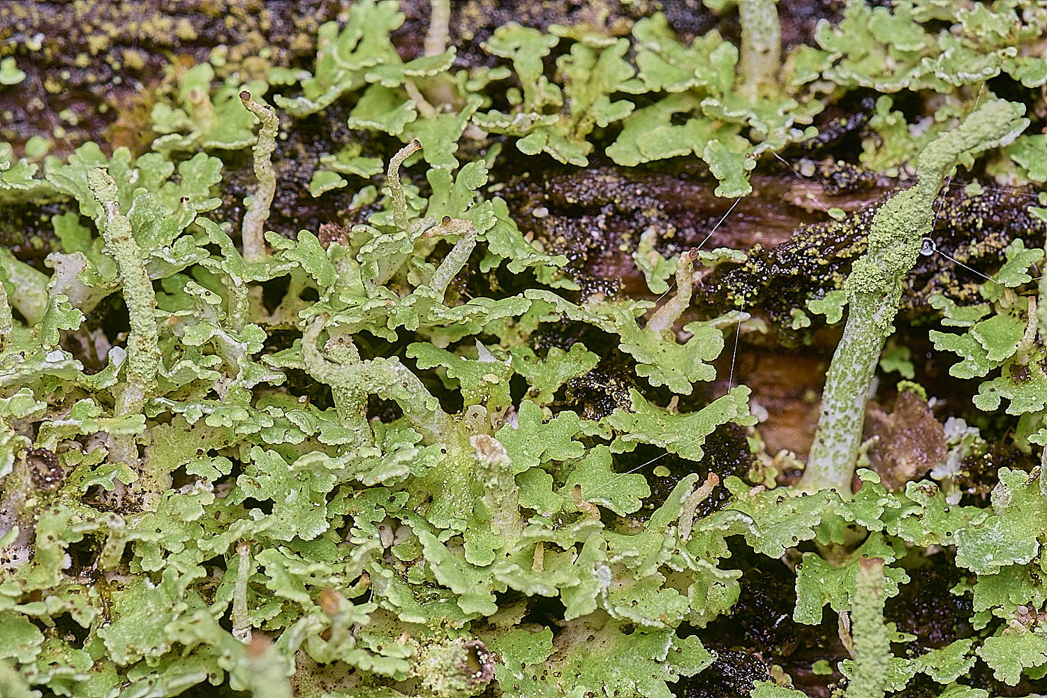 FelbriggCladonia160925-2
