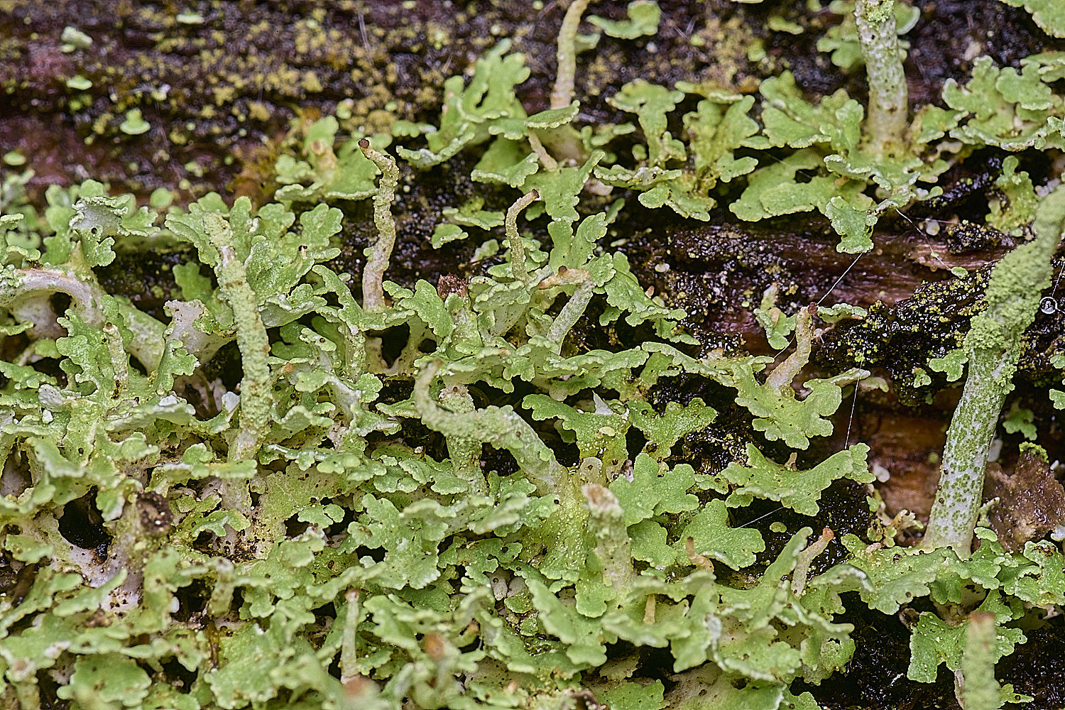 FelbriggCladonia160925-3