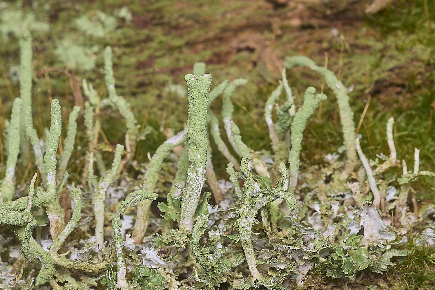 FelbriggCladonia160925-4