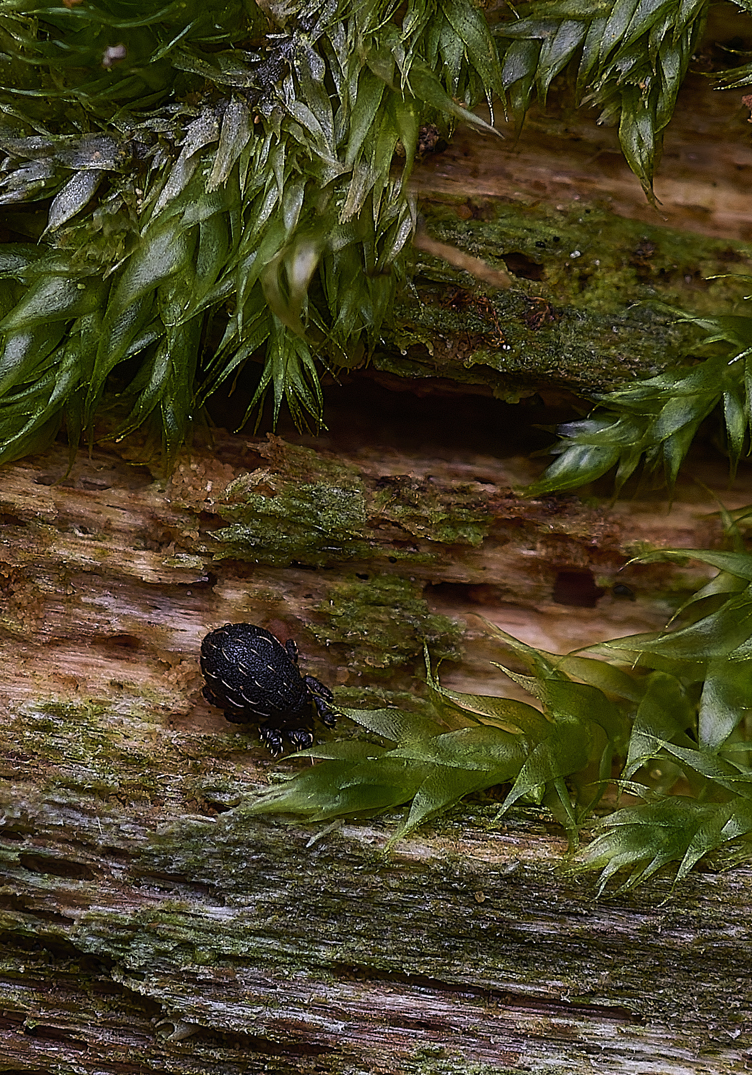 FelbriggCreature160925-1