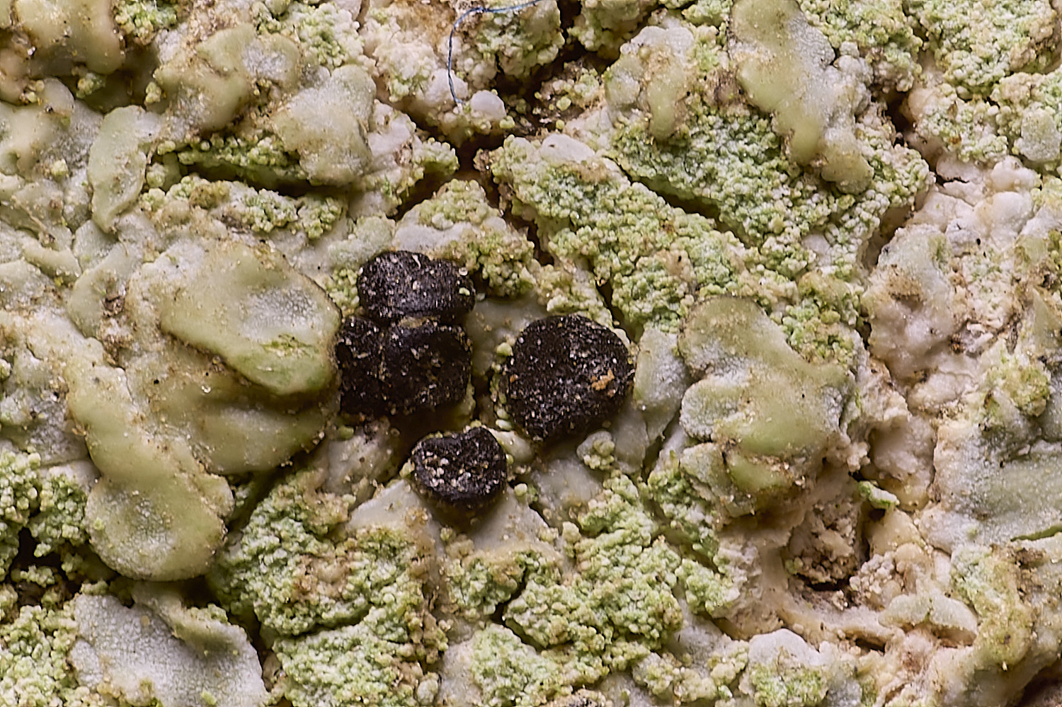 FelbriggDcanescens210825-1