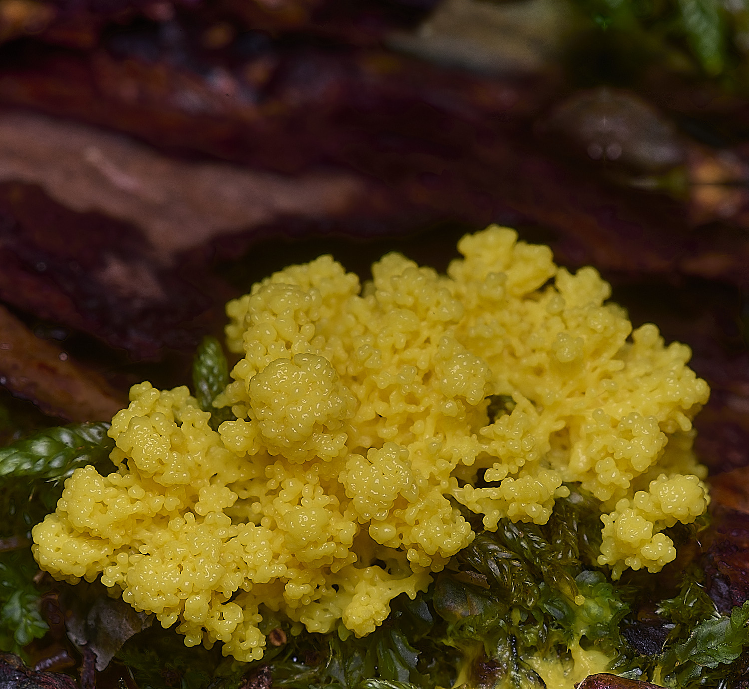 FelbriggDog&#39;sVomit160925-1