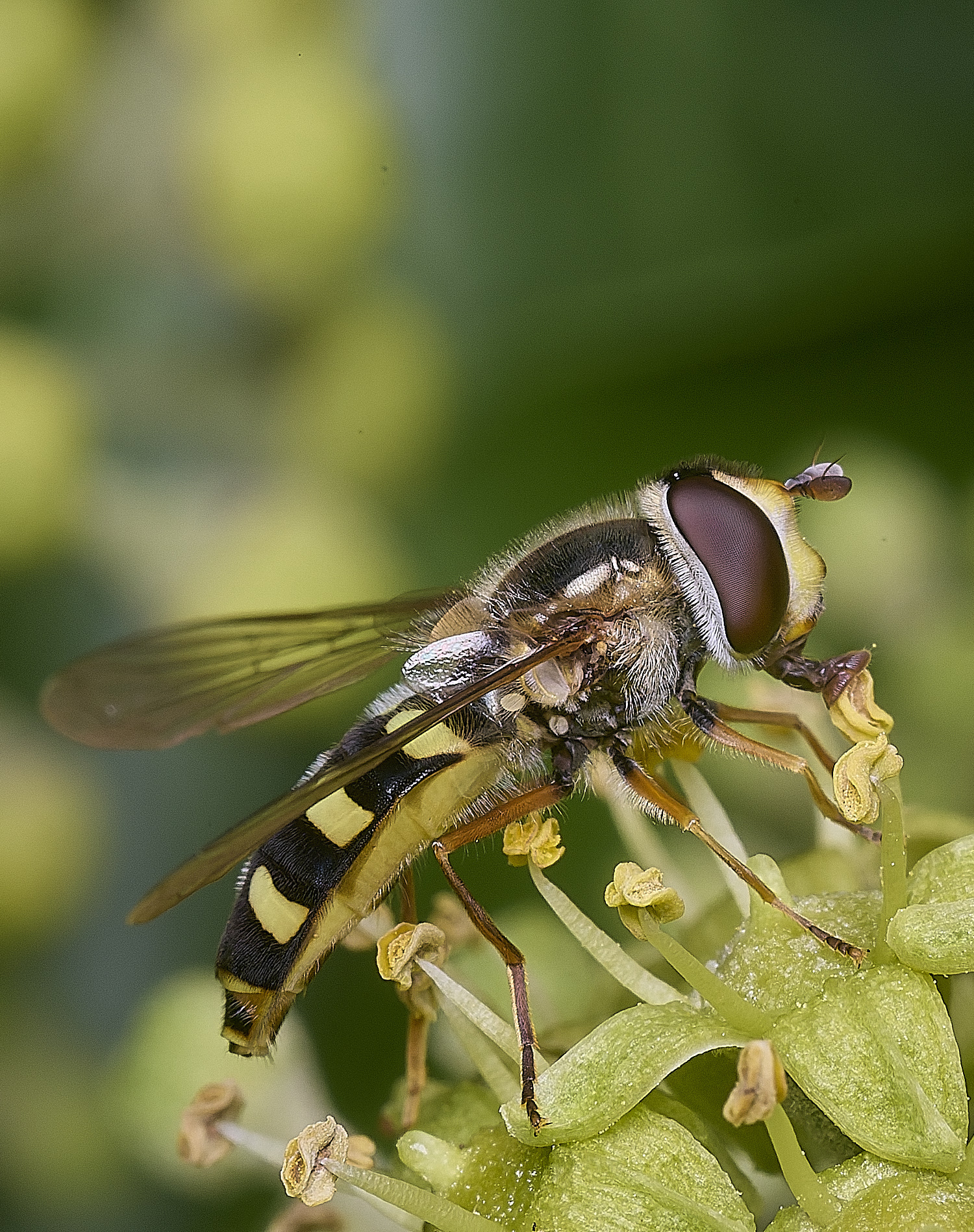 FelbriggEupeodes050925-1