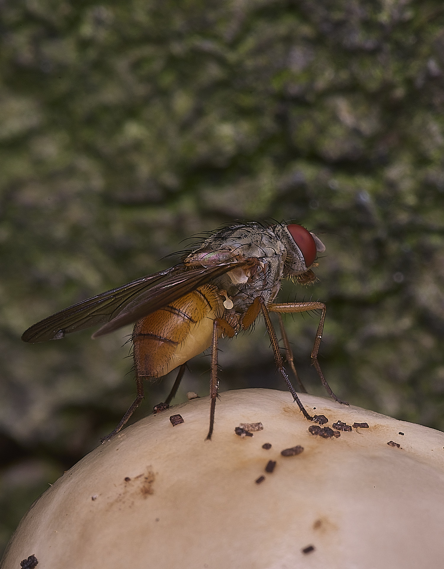 FelbriggFlySp250925-1