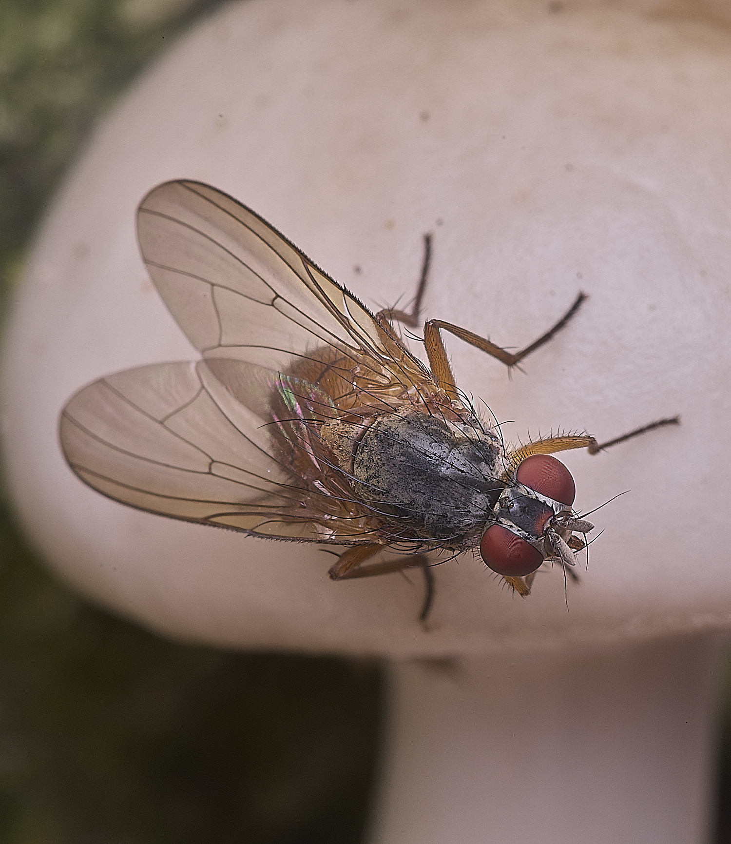 FelbriggFlySp250925-2