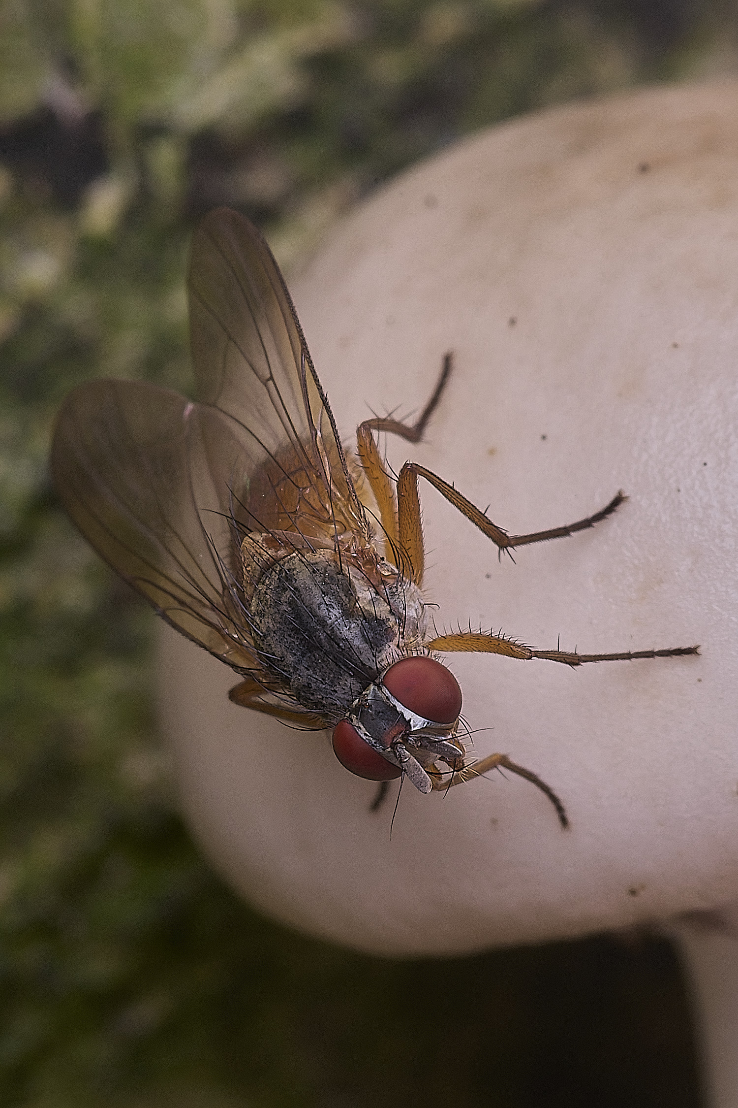 FelbriggFlySp250925-3