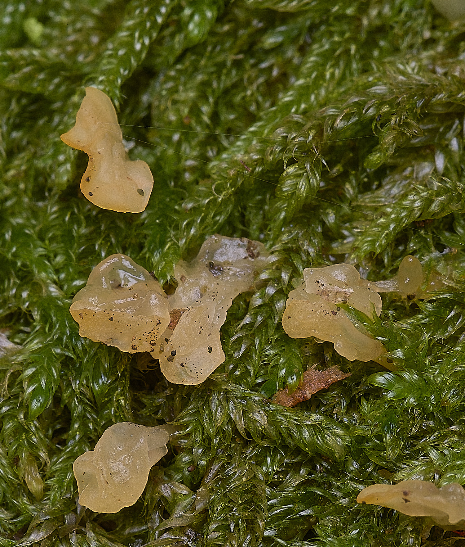 FelbriggFungu160925-1