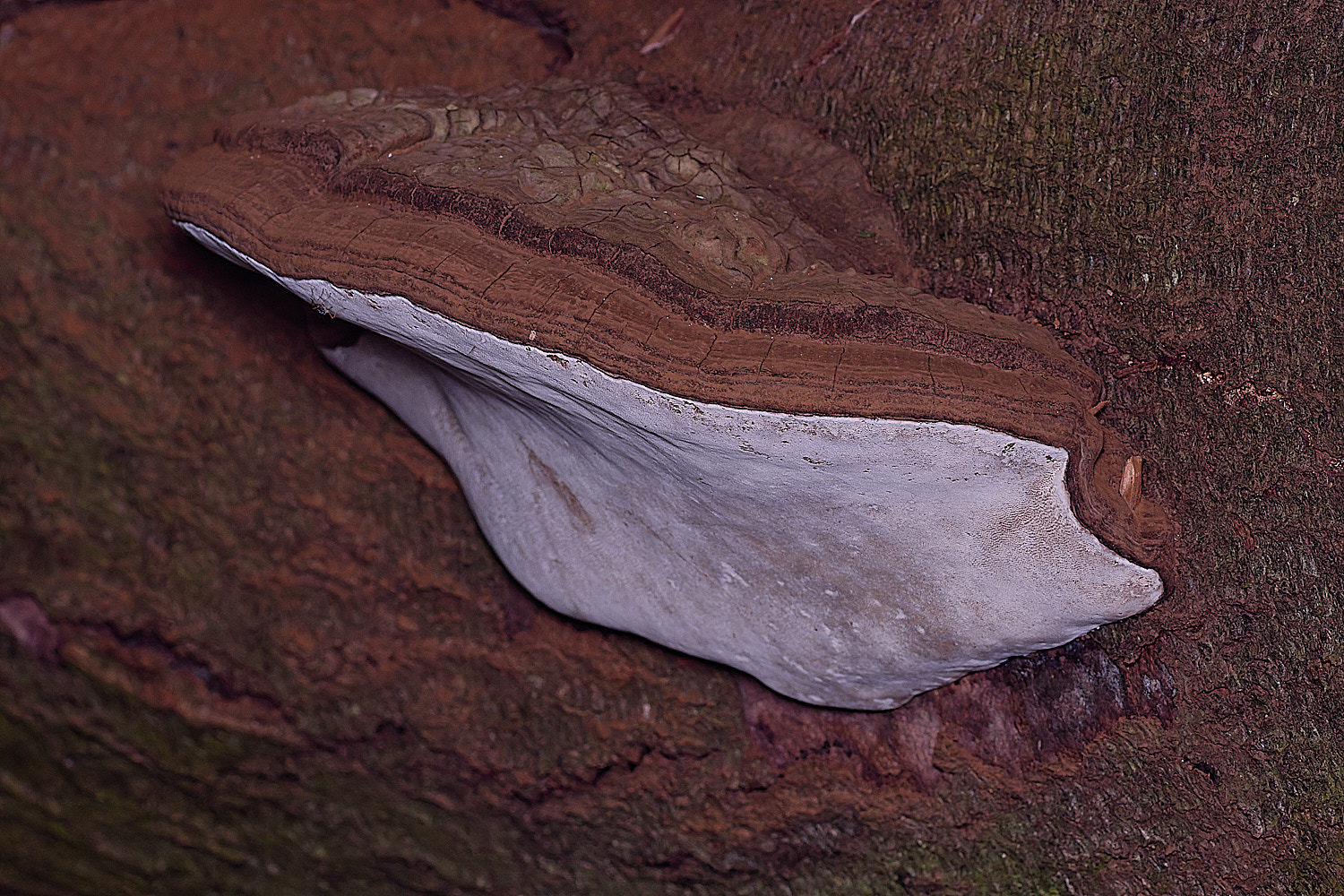 FelbriggGanoderma250925-1