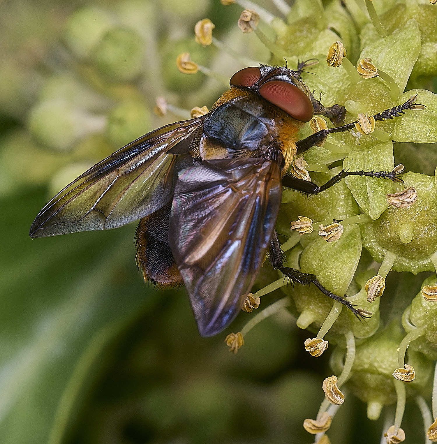 FelbriggHemiptera050925-1