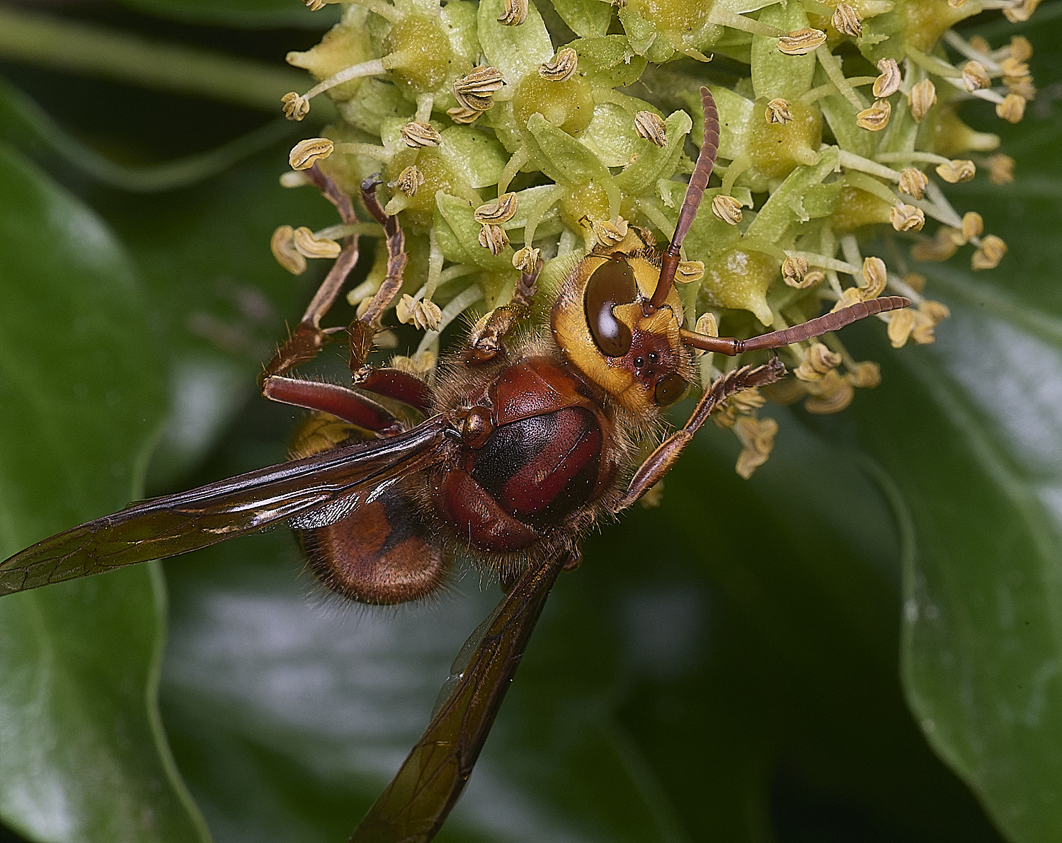 FelbriggHornet050925-2