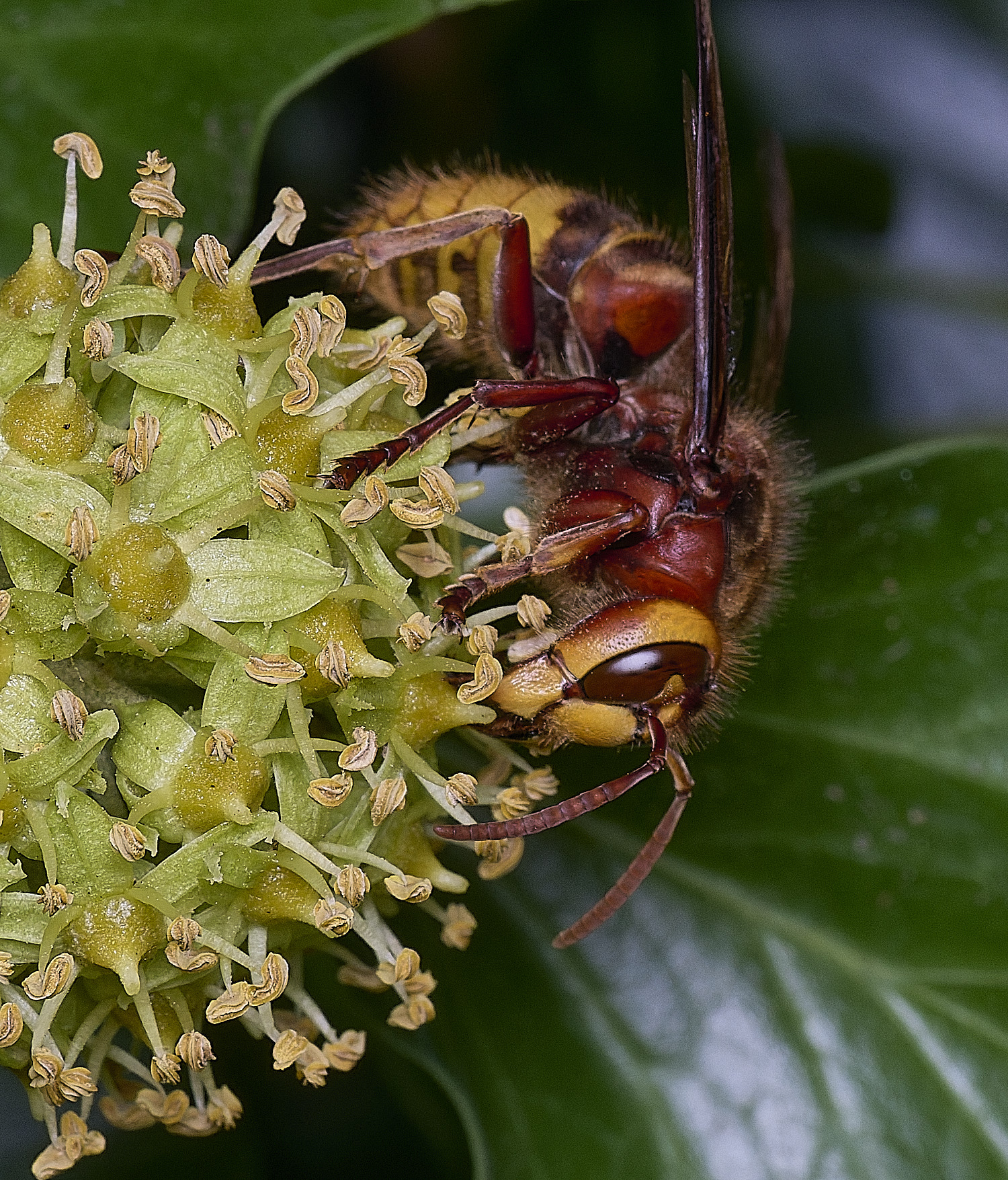 FelbriggHornet050925-4