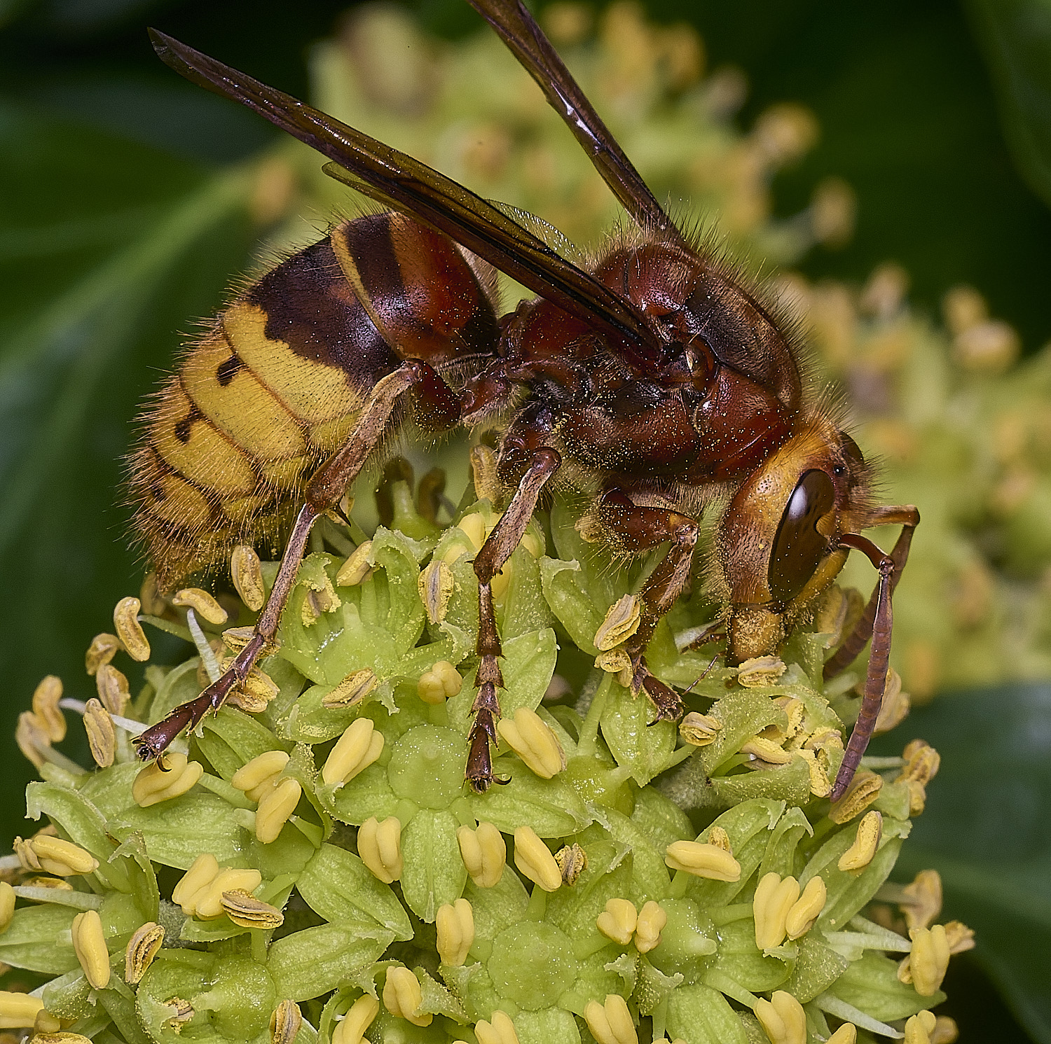 FelbriggHornet280825-1