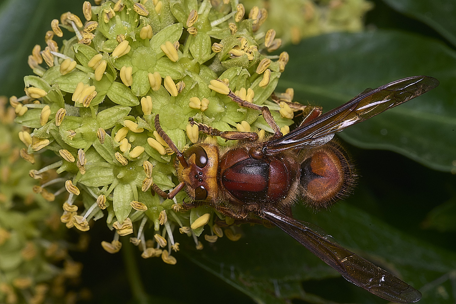 FelbriggHornet280825-2