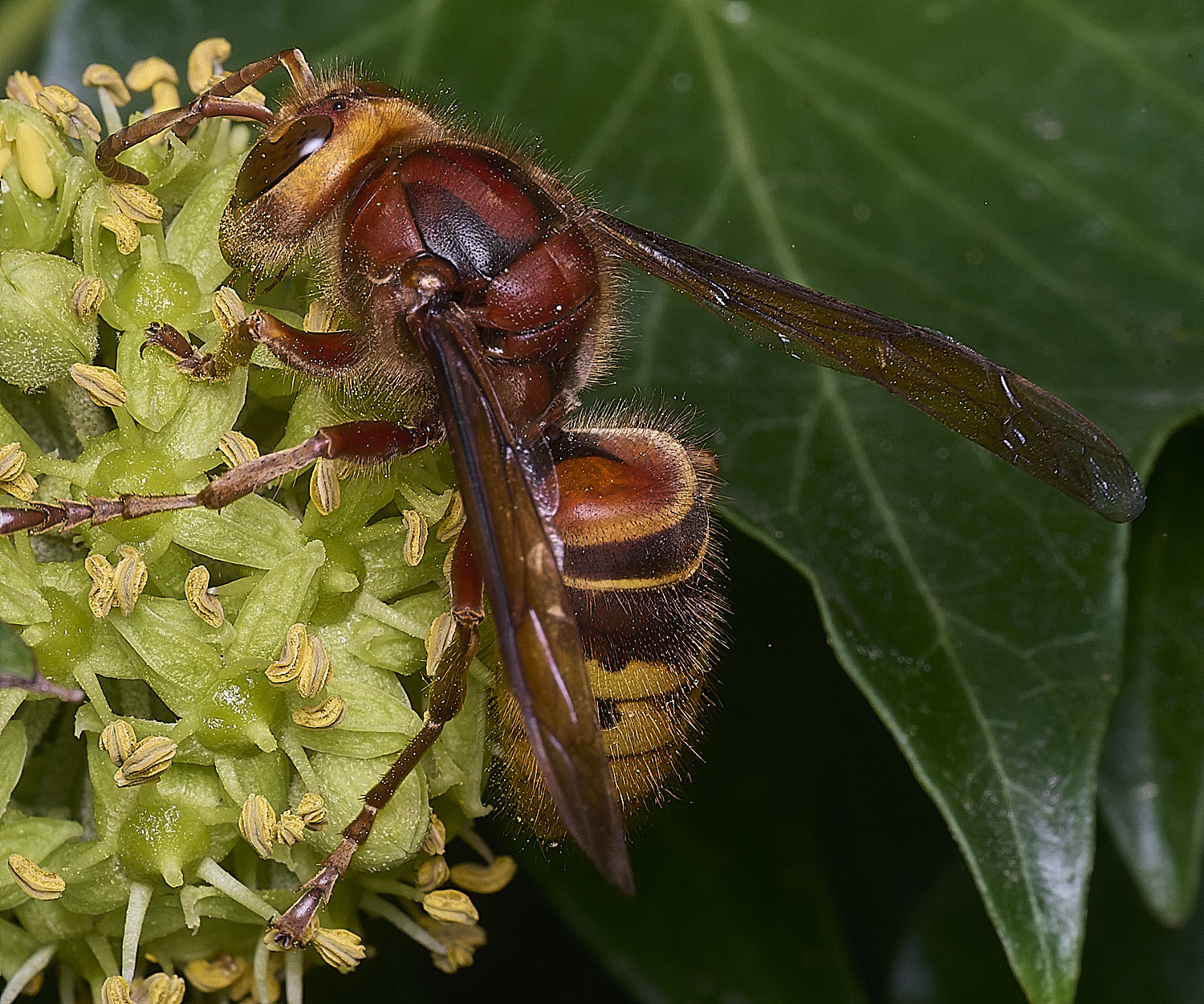 FelbriggHornet280825-3