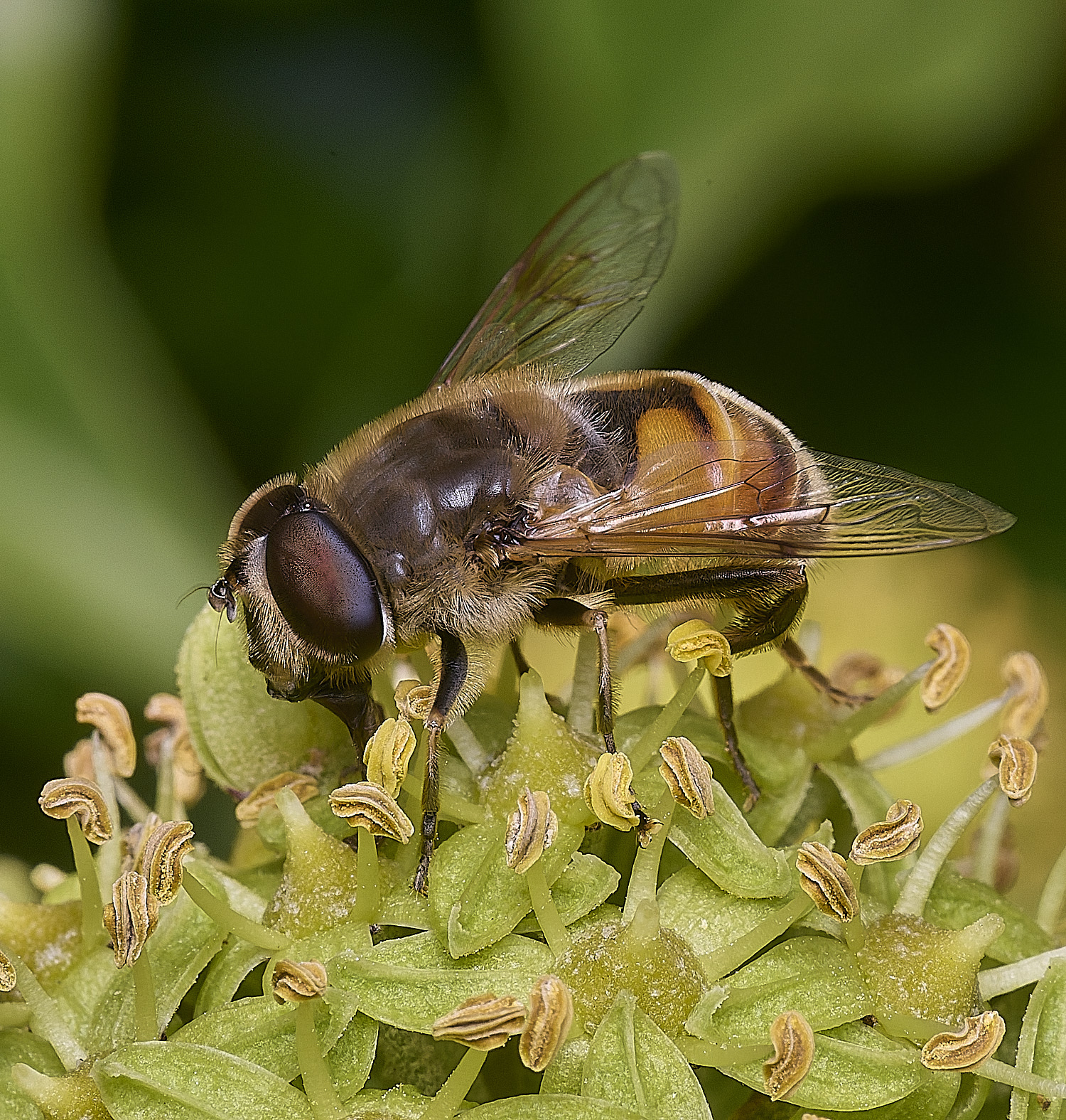 FelbriggHover050925-1