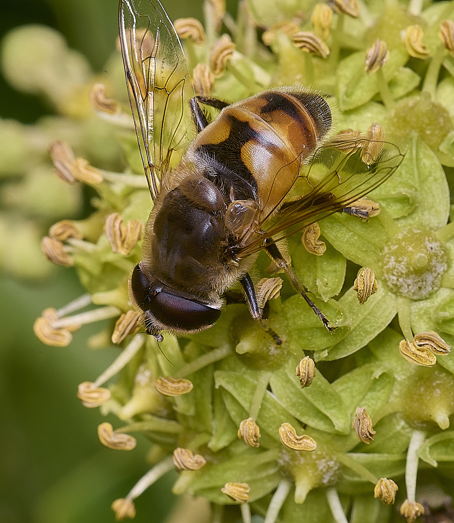 FelbriggHover050925-3