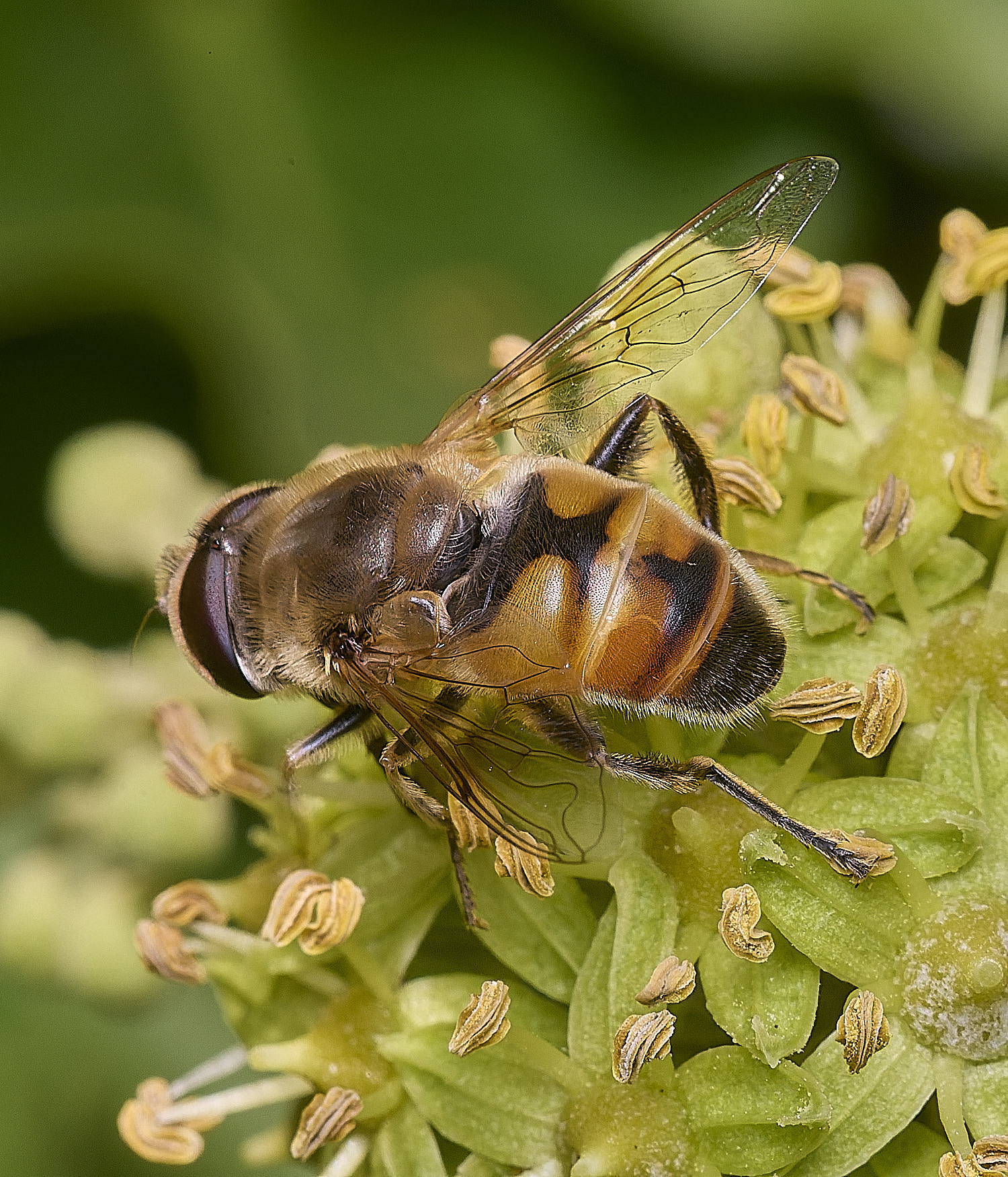 FelbriggHover050925-4