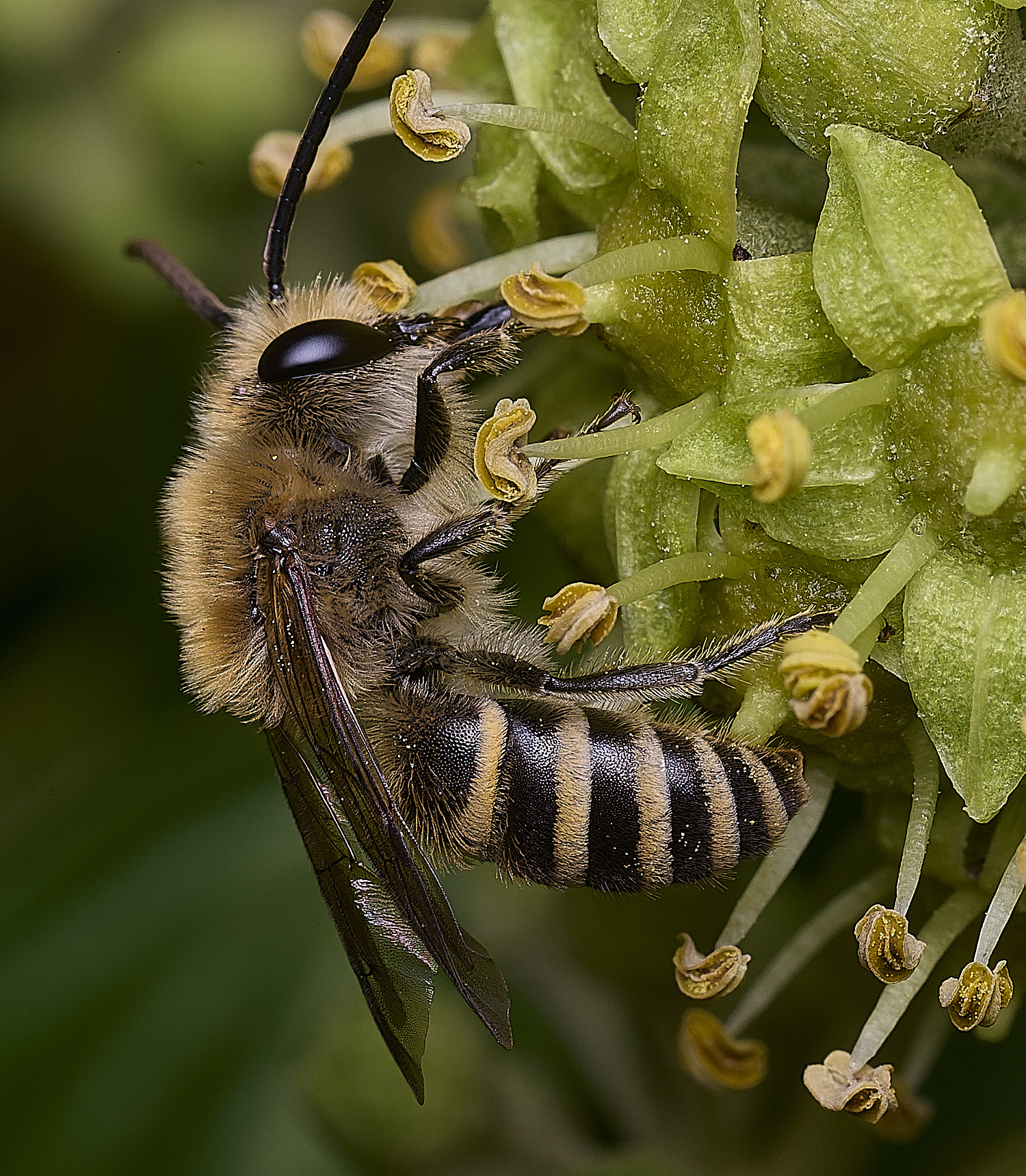 FelbriggIvyBee050925-1