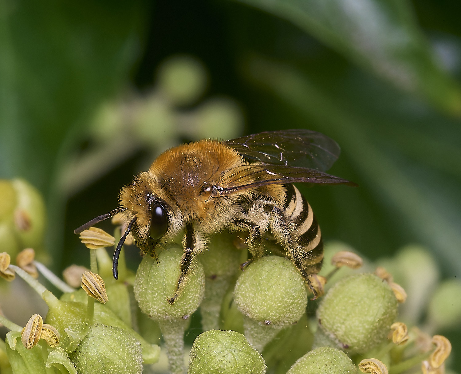 FelbriggIvyBee280825-1