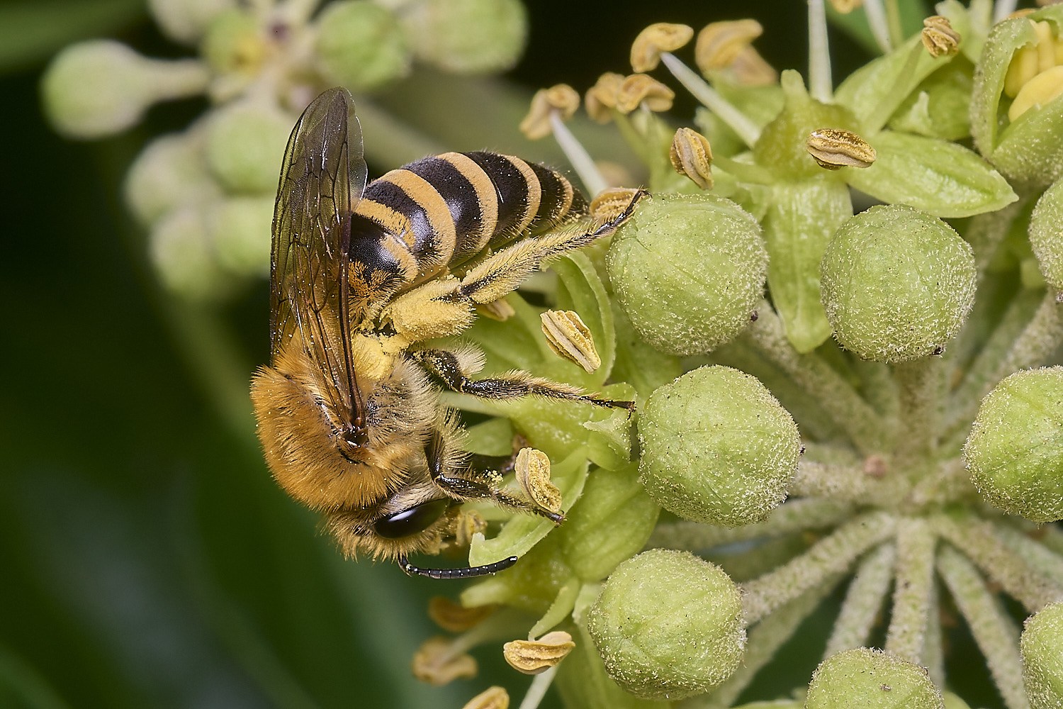 FelbriggIvyBee280825-2