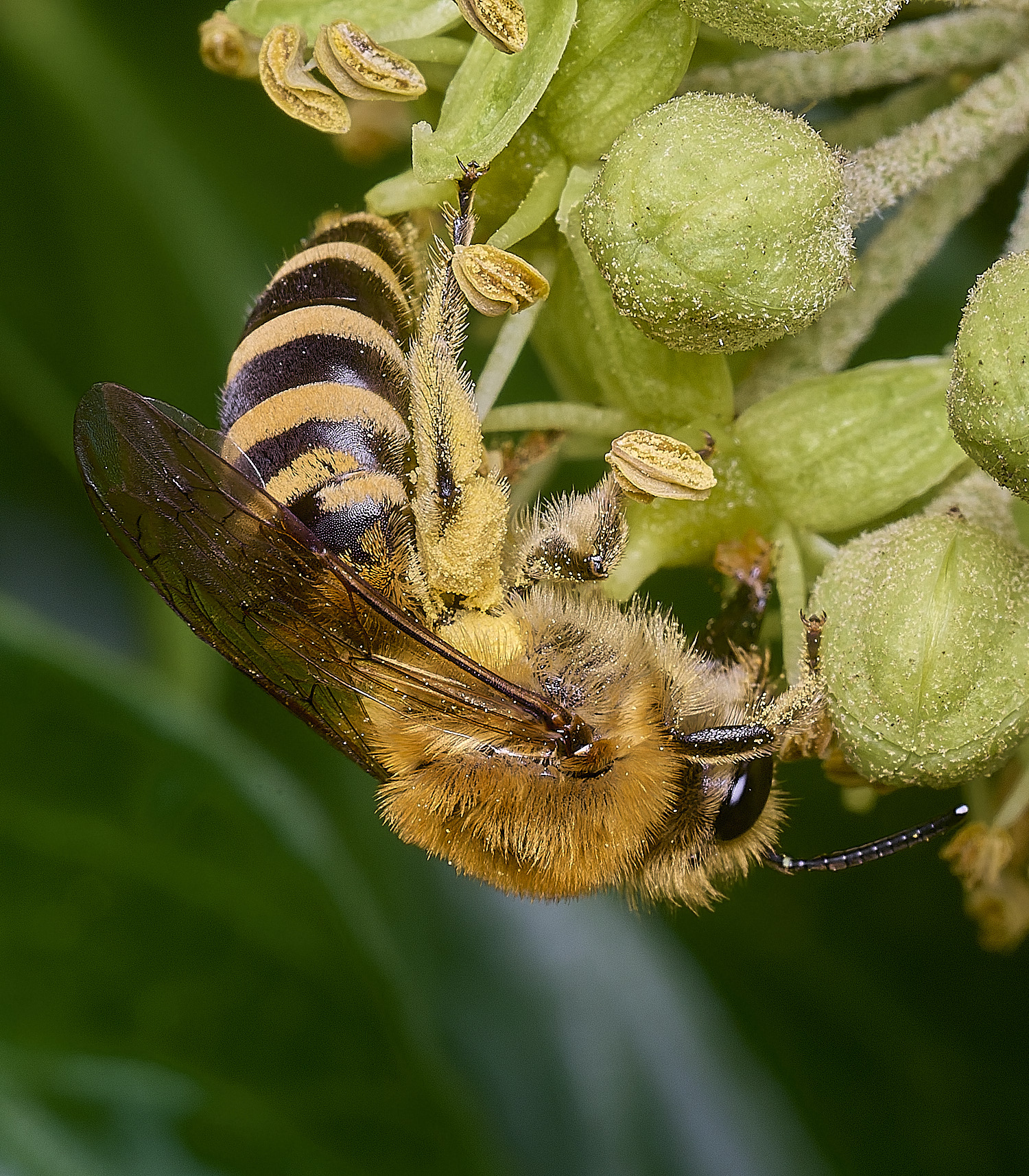 FelbriggIvyBee280825-3