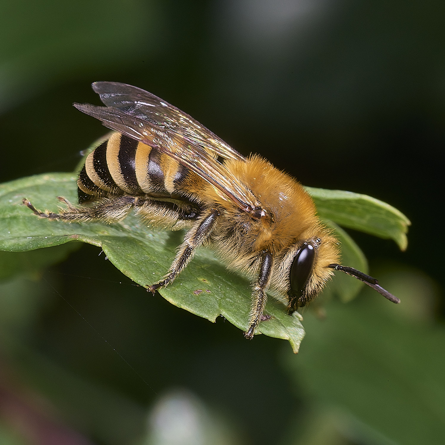 FelbriggIvyBee280825-4