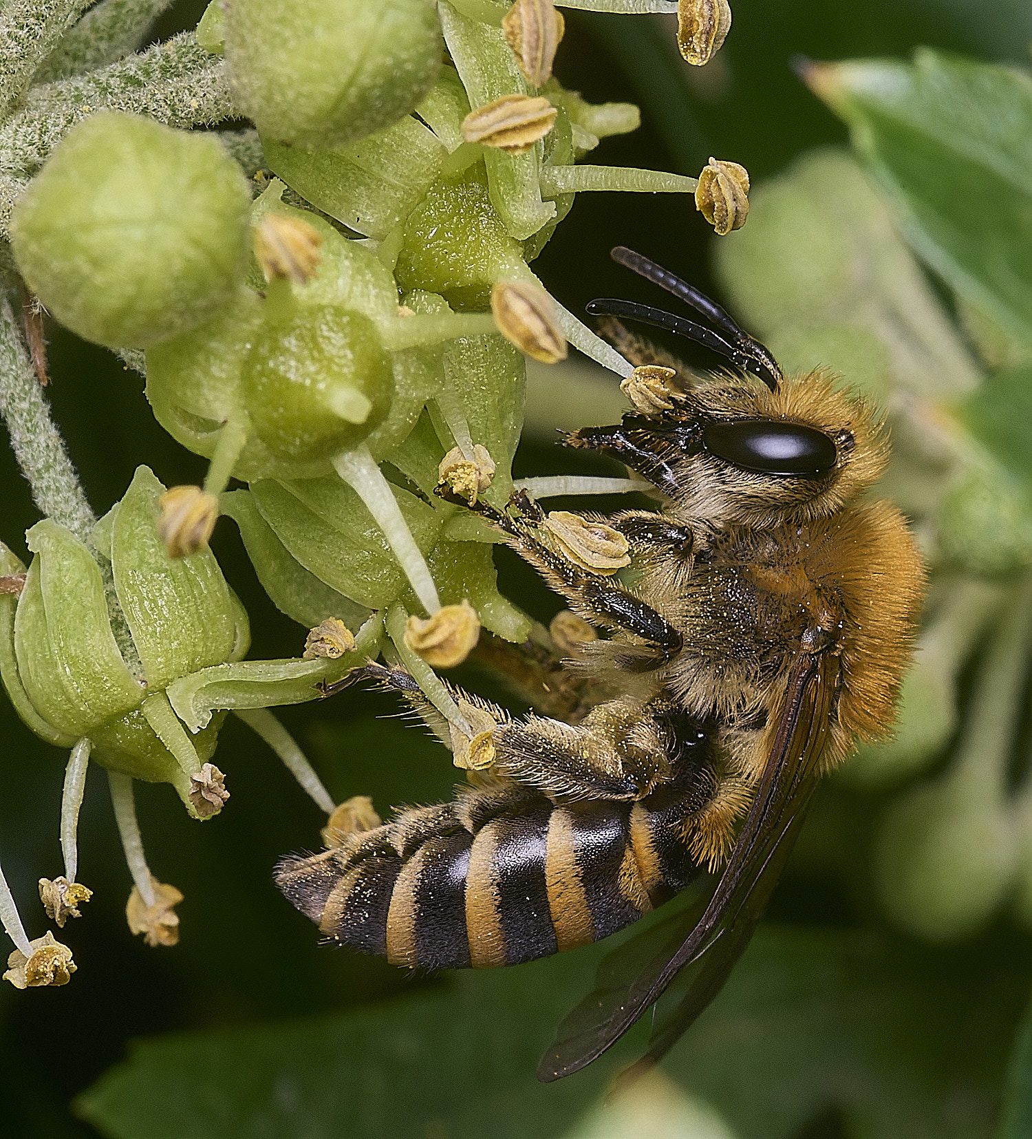 FelbriggIvyBee280825-5