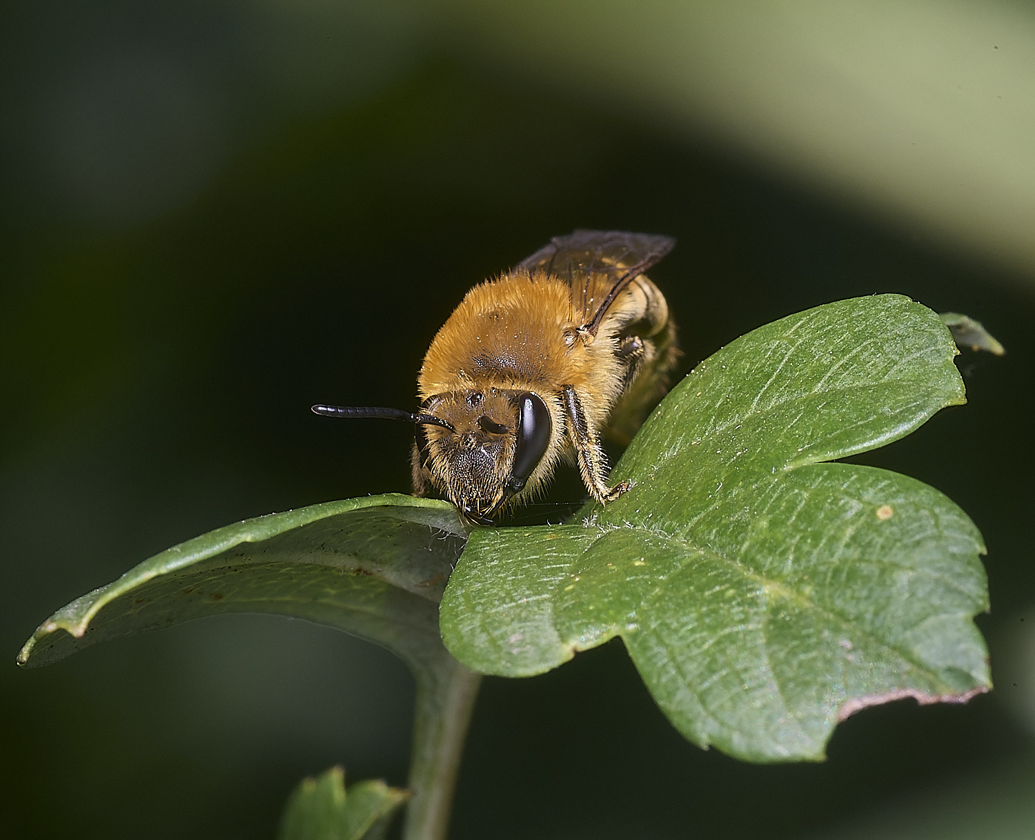 FelbriggIvyBee280825-6