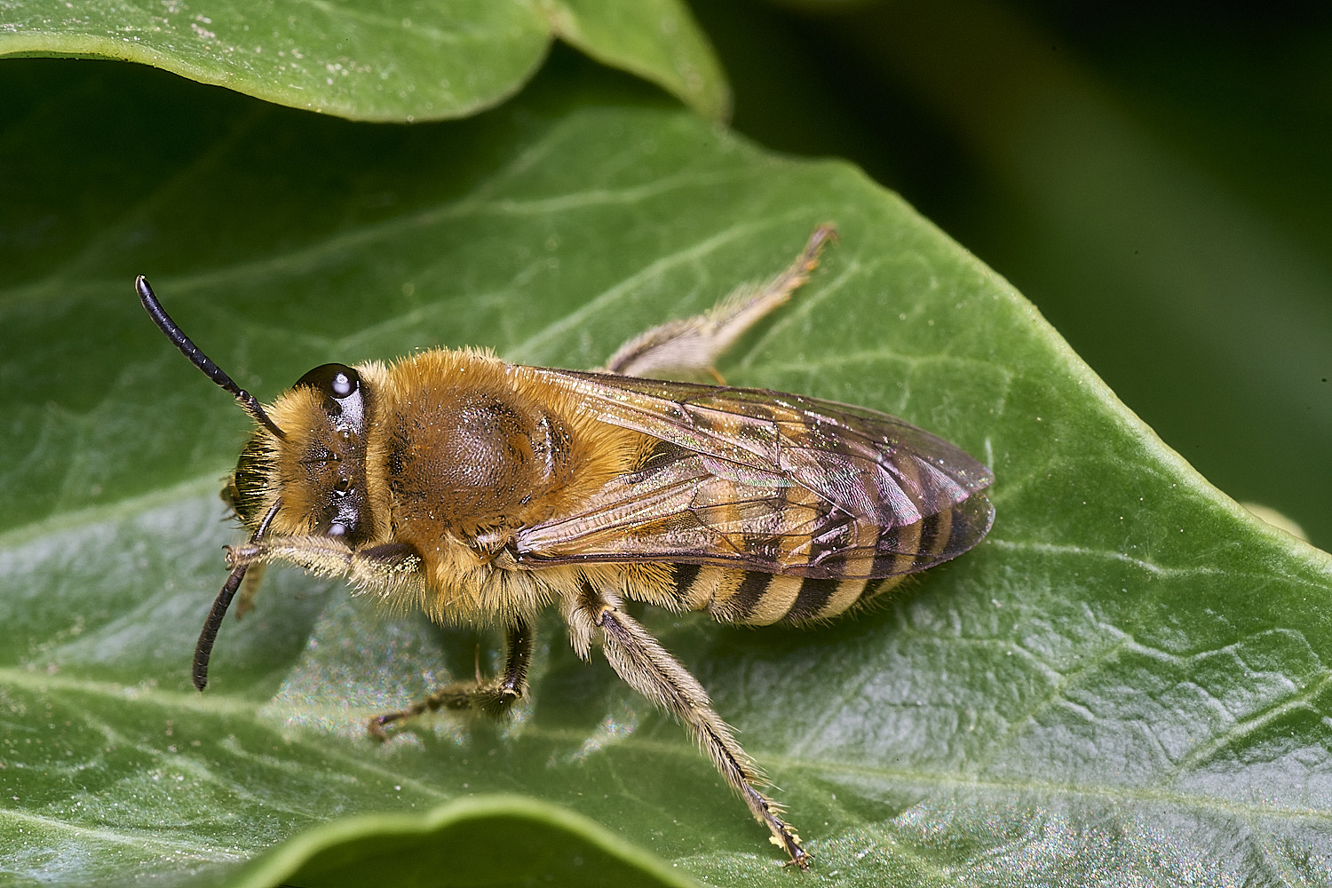 FelbriggIvyBee280825-8