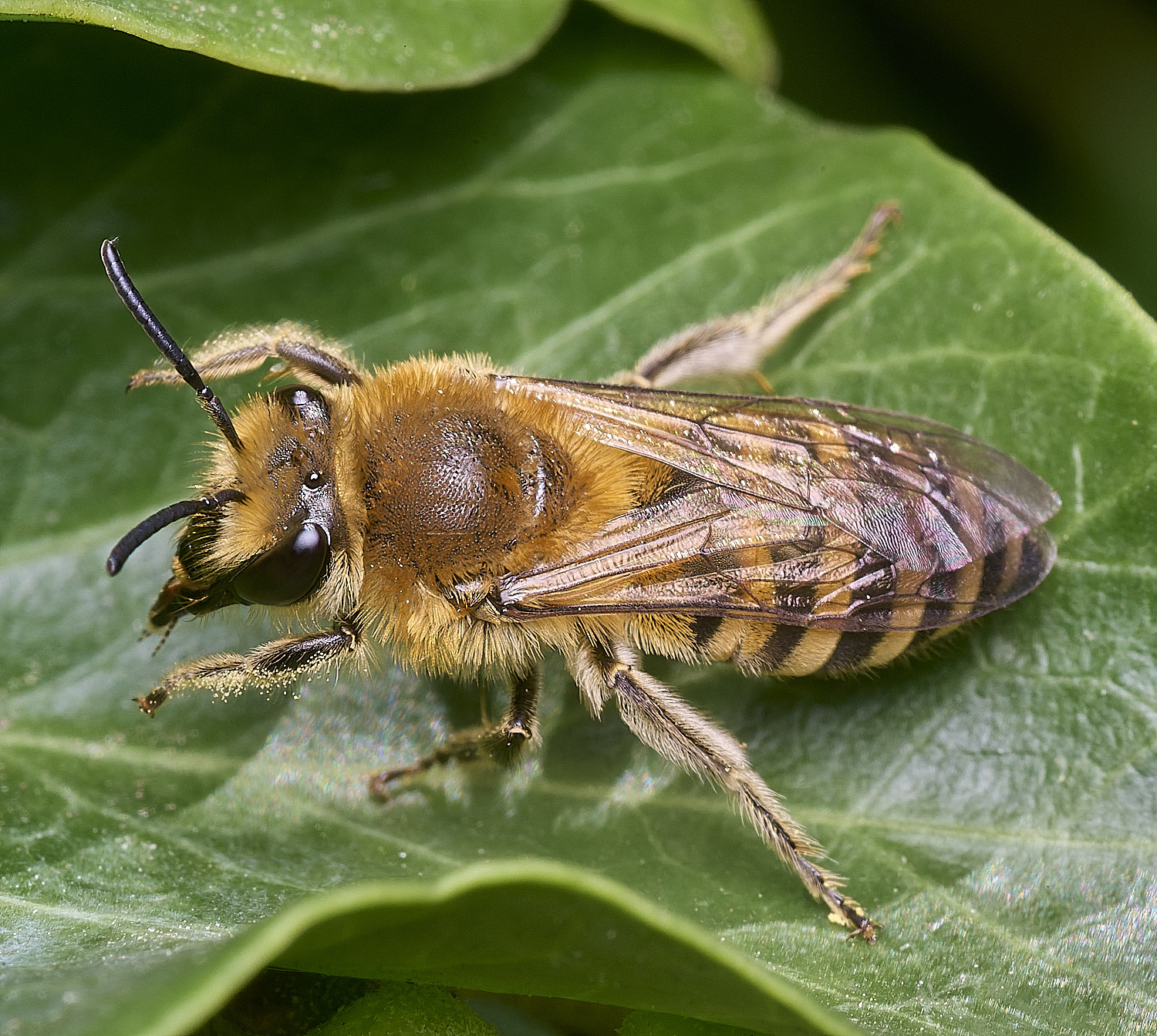 FelbriggIvyBee280825-9