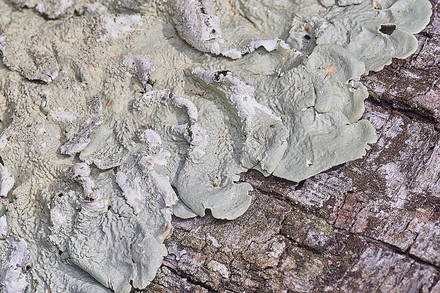 FelbriggLichen1210825-1