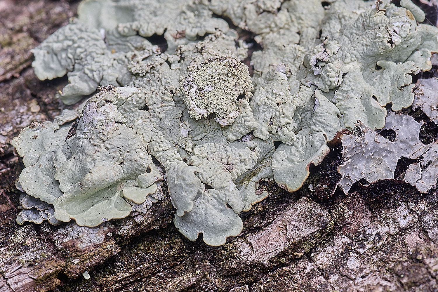 FelbriggLichen1210825-2