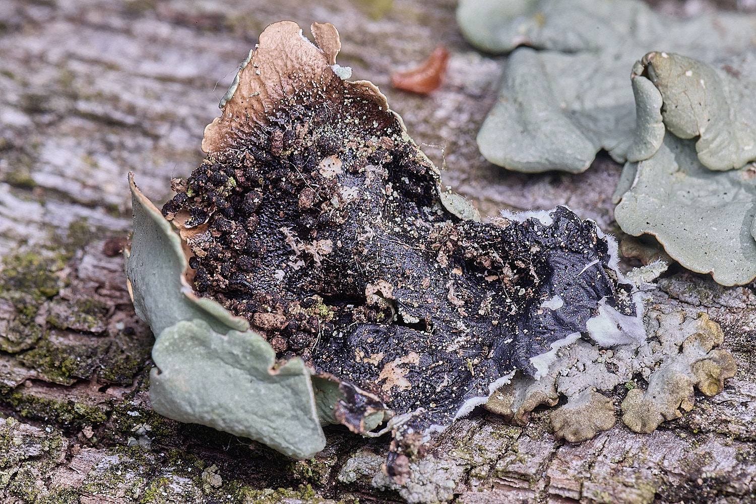 FelbriggLichen1210825-3