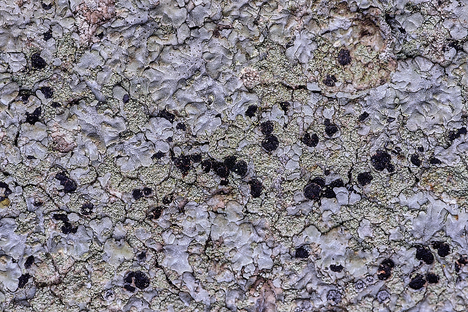 FelbriggLichen2210825-1