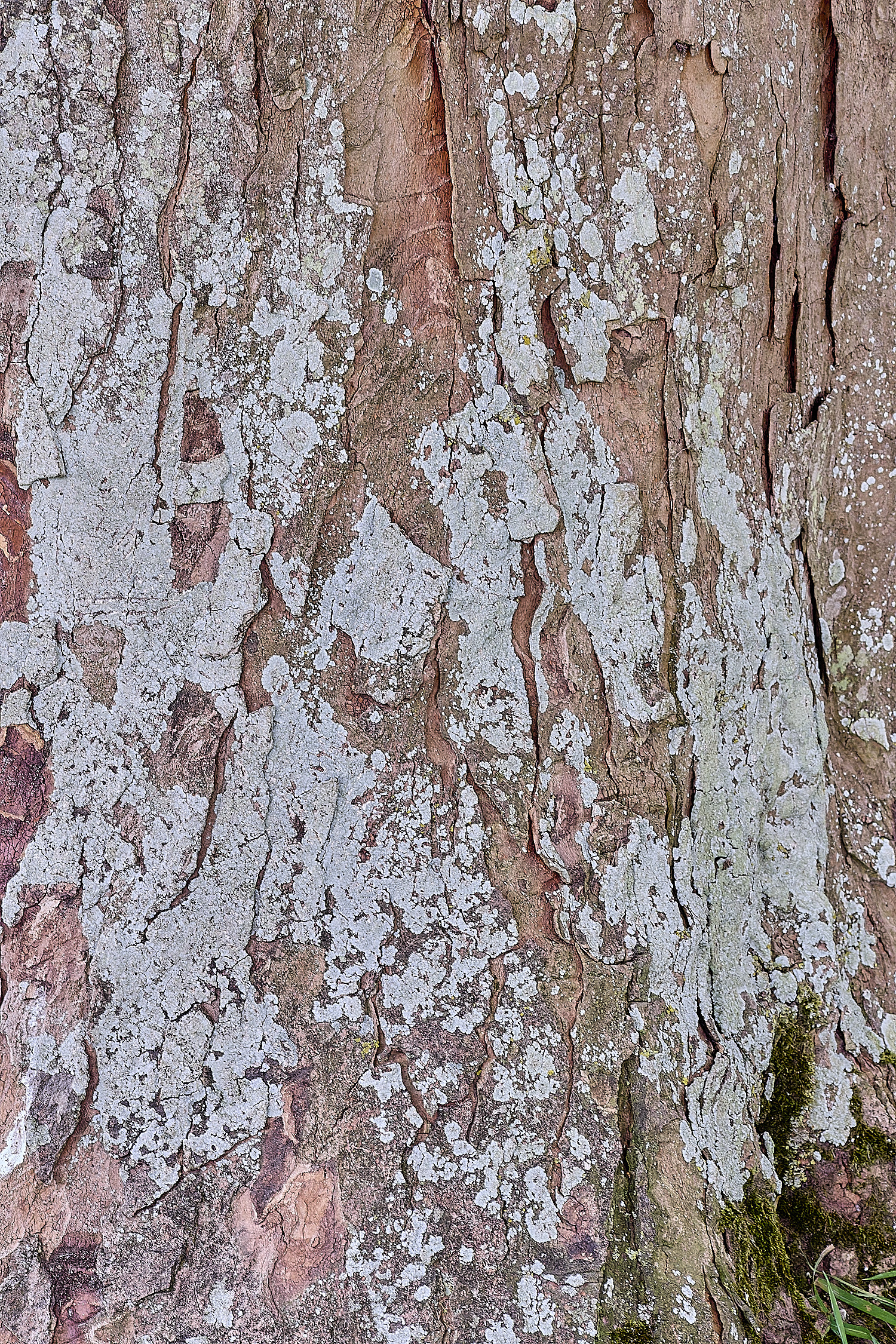 FelbriggLichen2210825-3