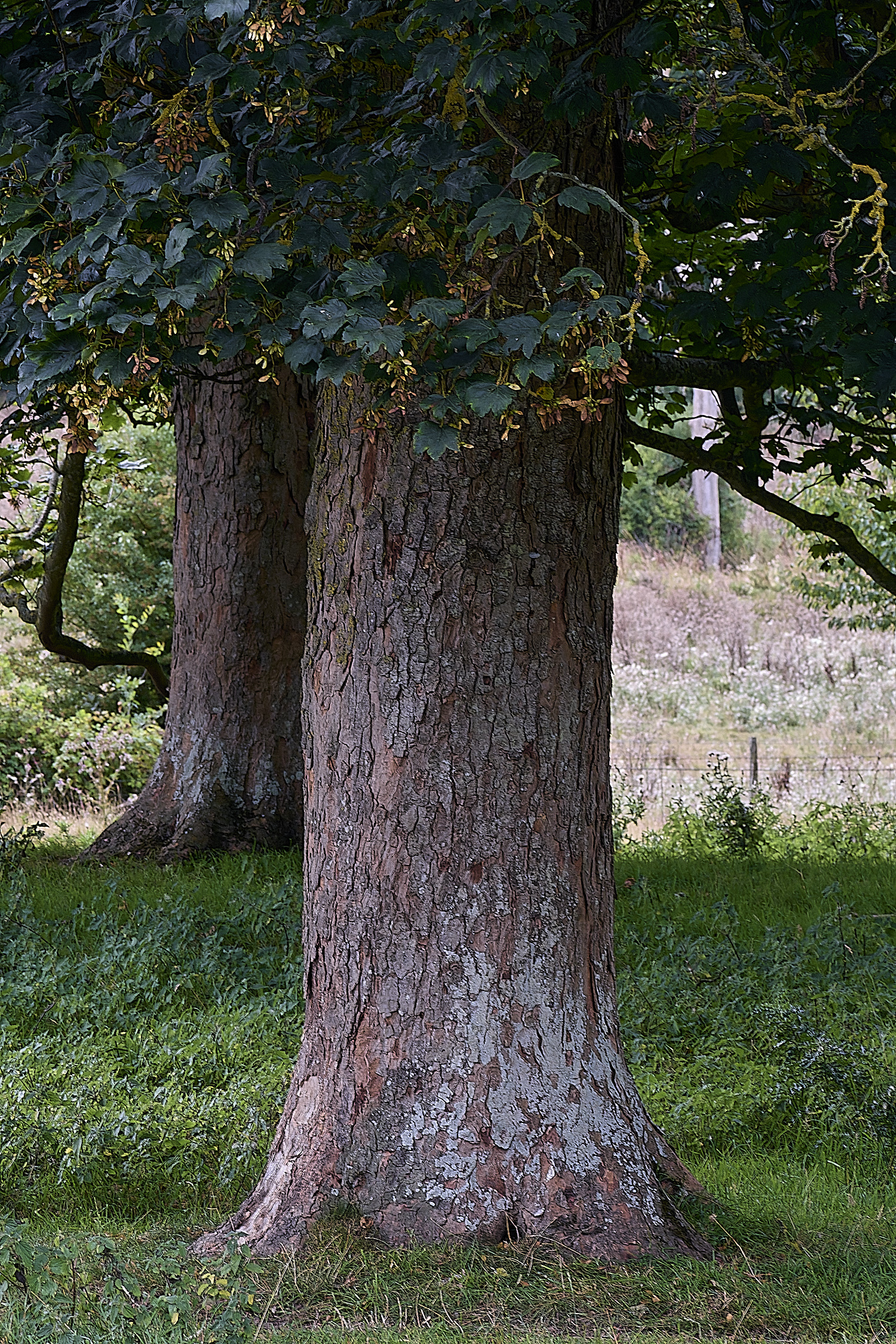 FelbriggLichen2210825-4