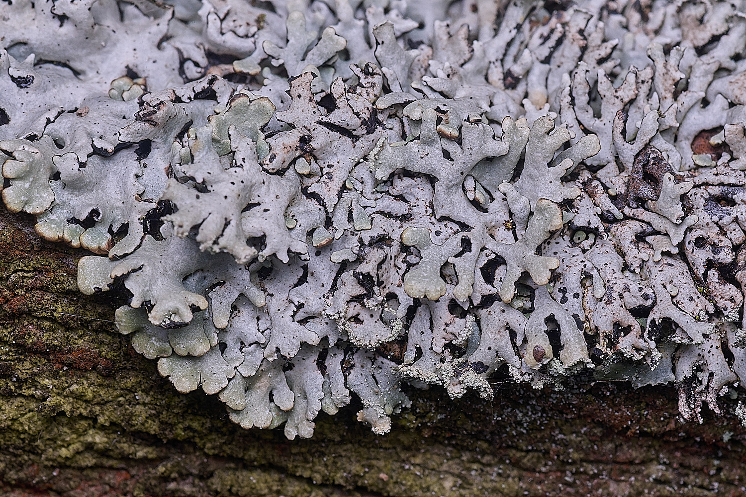 FelbriggLichen3210825-1