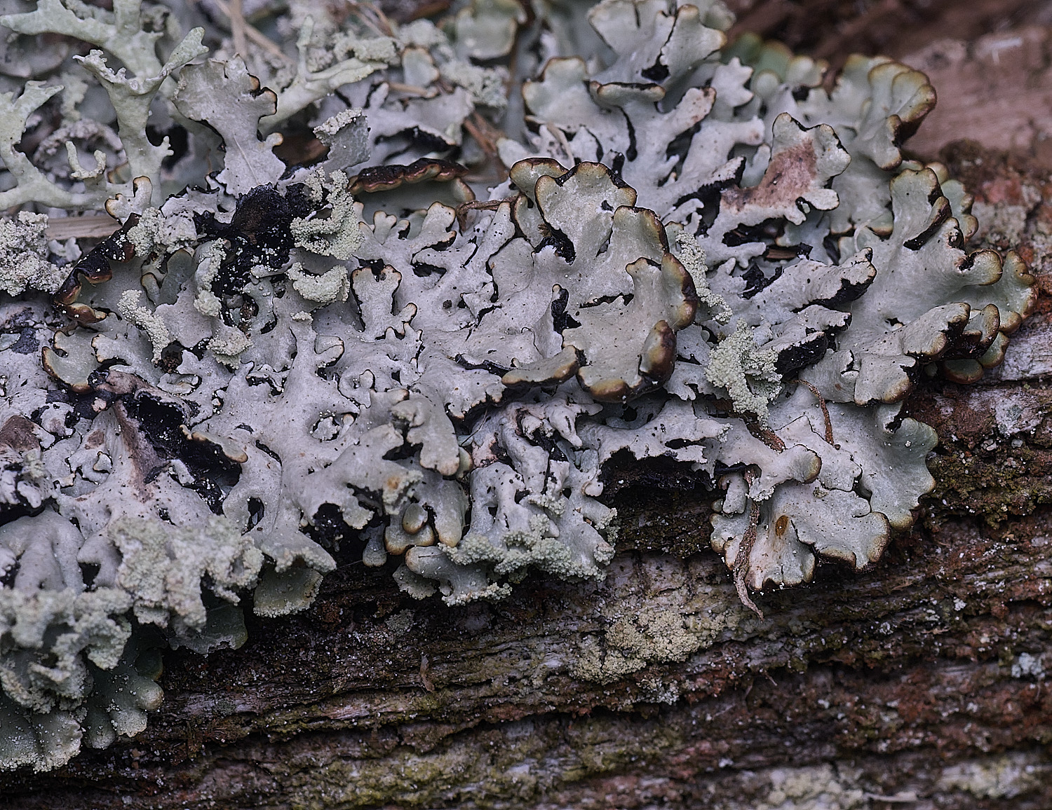 FelbriggLichen3210825-2