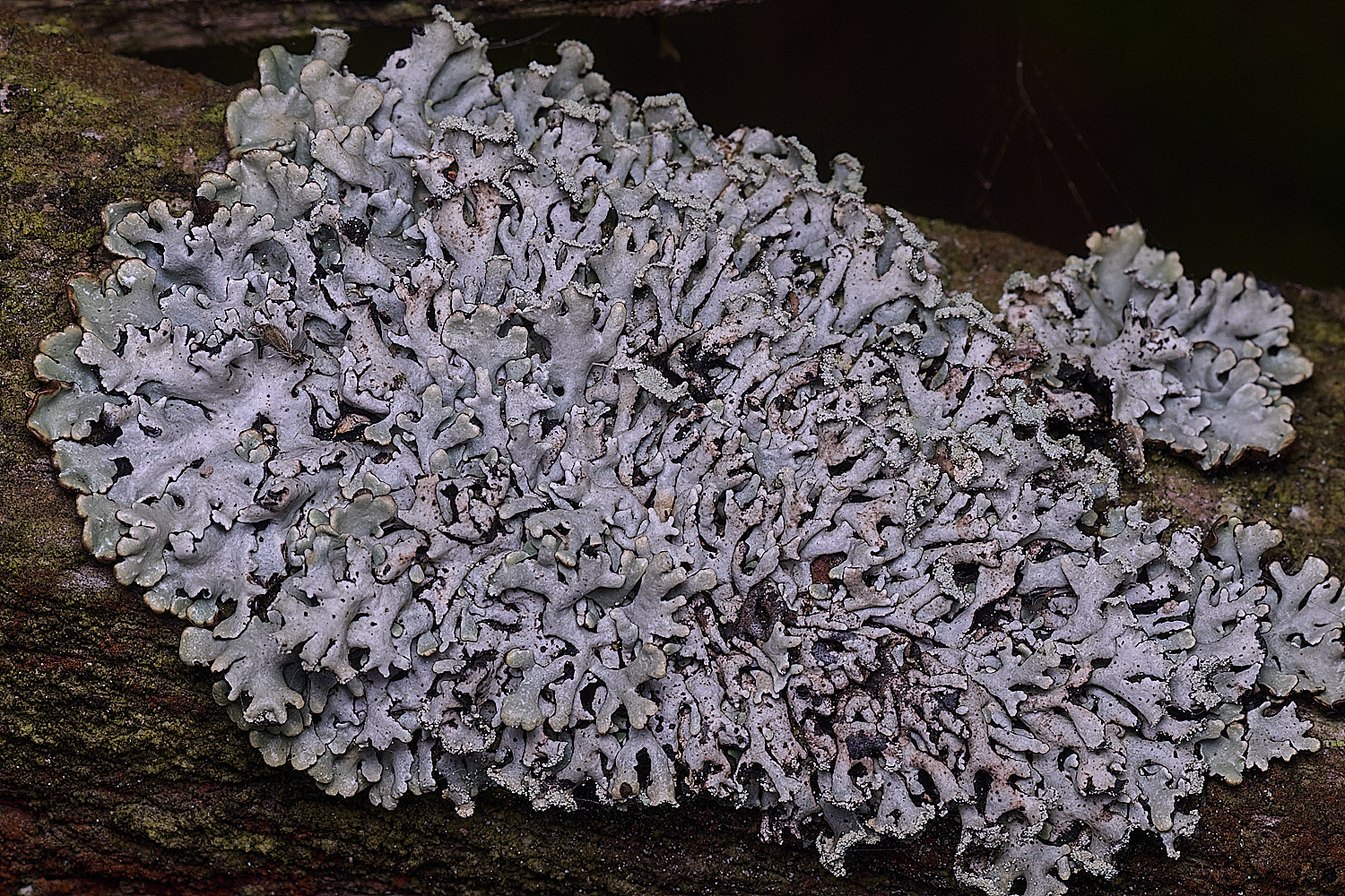 FelbriggLichen3210825-3