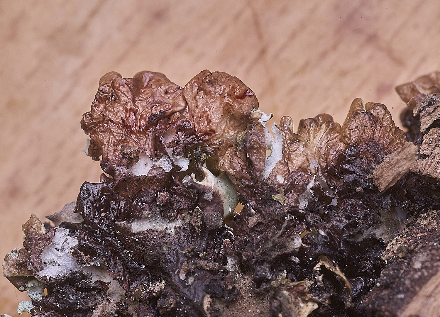 FelbriggLichen3210825-4