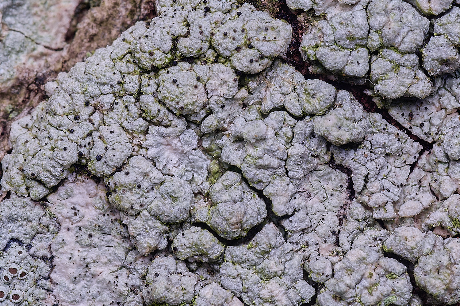FelbriggLichen4210825-1