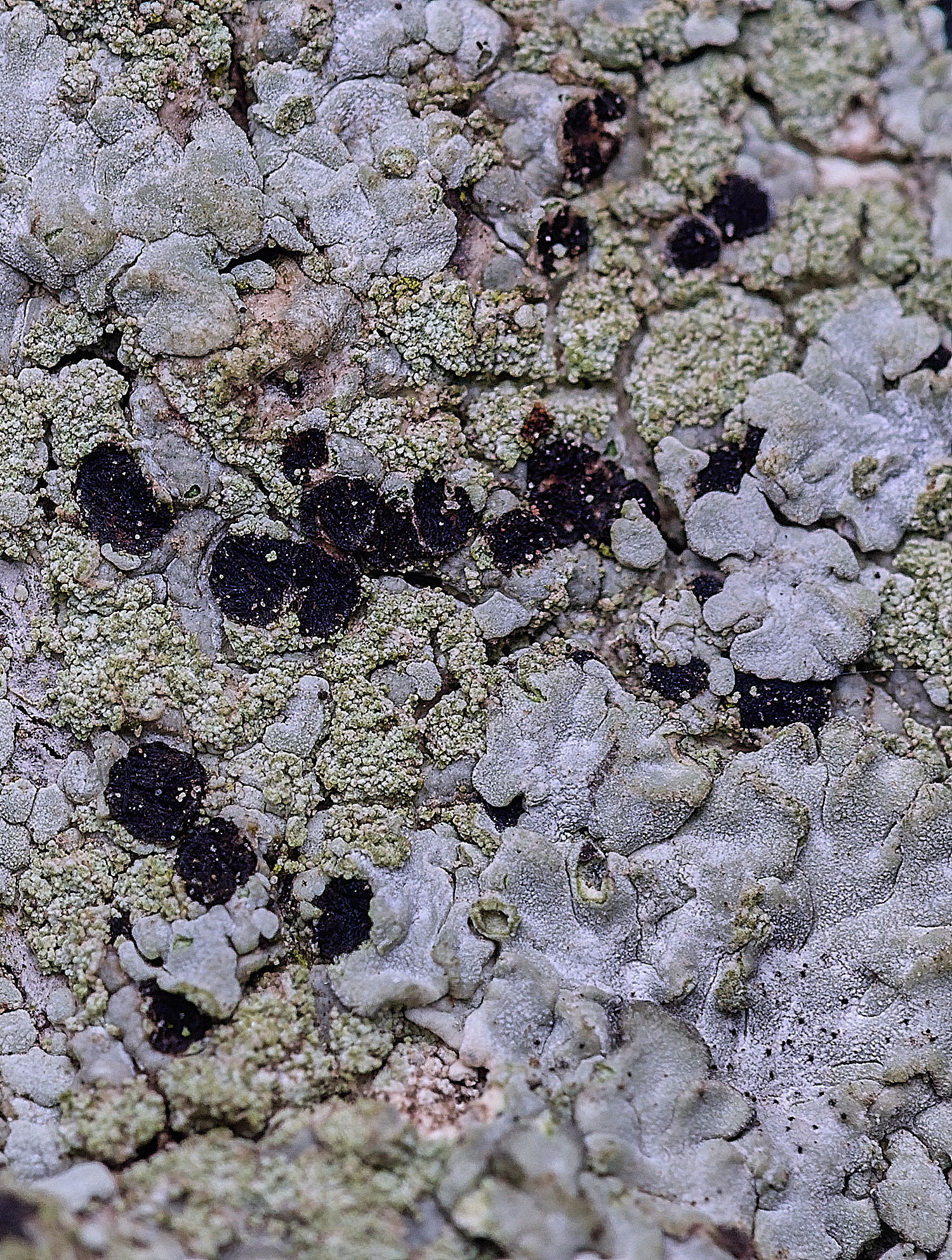 FelbriggLichen4210825-2