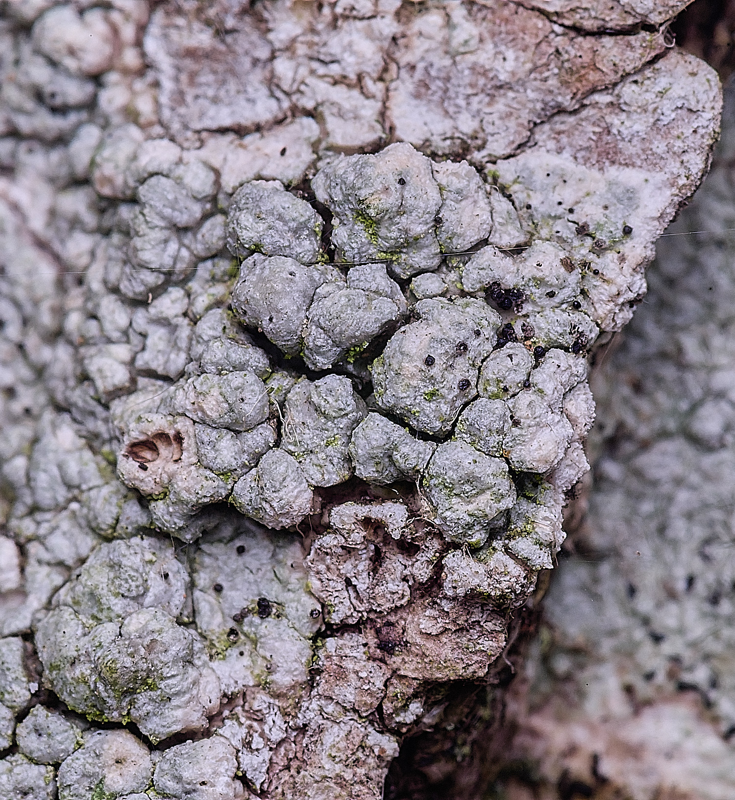 FelbriggLichen4210825-3