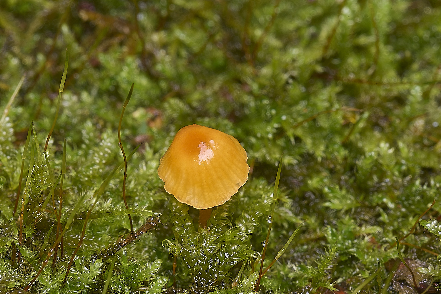 FelbriggMossCap160925-1