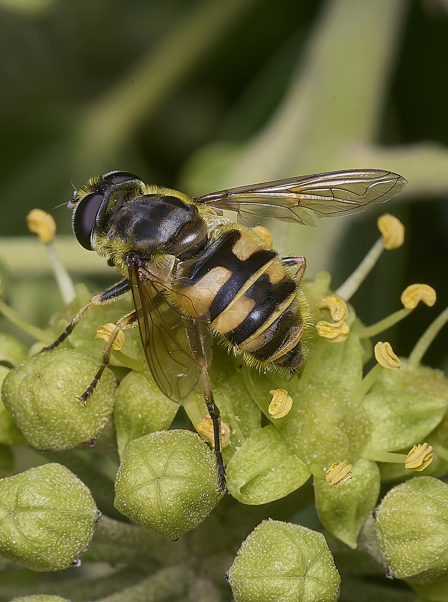 FelbriggMyothropa050925-1